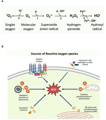 ROS signaling in innate immunity via oxidative protein modifications